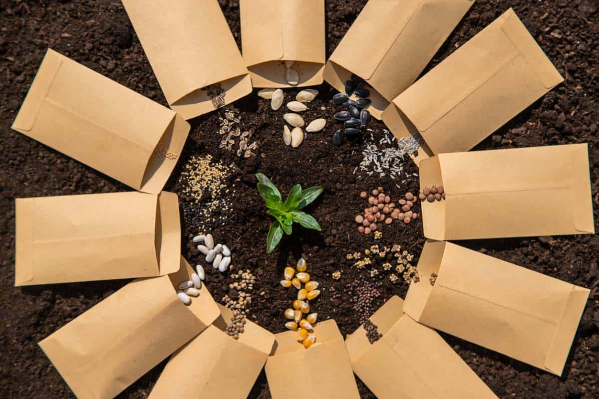 papier graines à planter