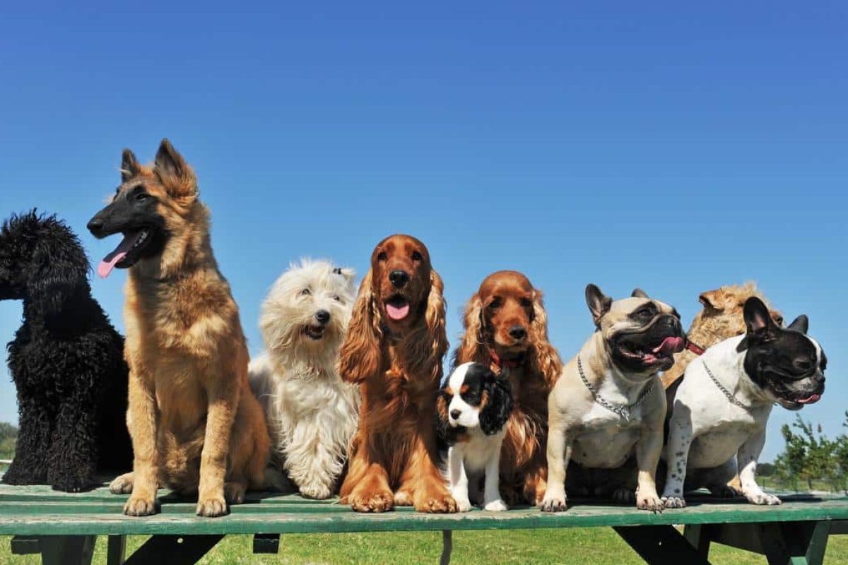 peut on vivre d un elevage de chien